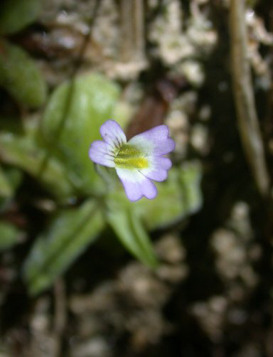 Pinguicula Species, Butterwort Pinguicula crystallina