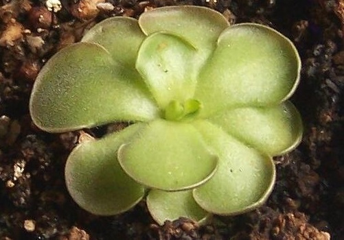 Pinguicula Species, Butterwort Pinguicula cyclosecta