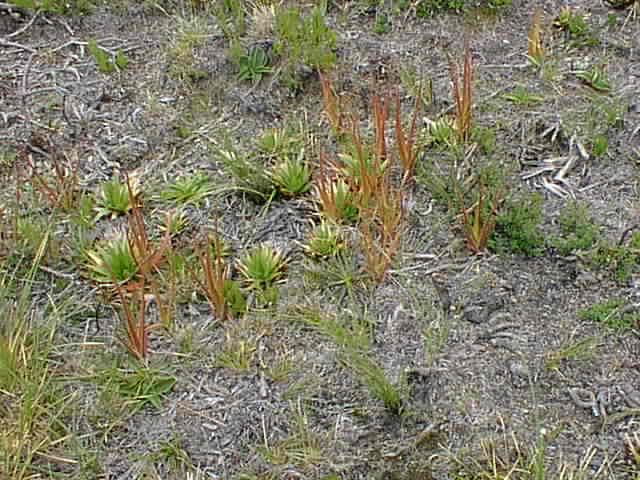 Pinguicula Species, Butterwort Pinguicula elongata