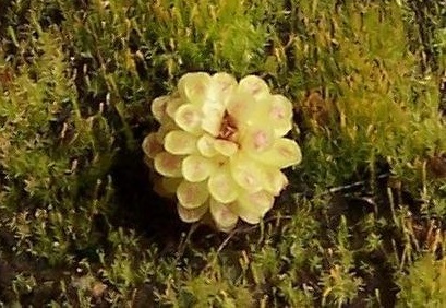 Pinguicula Species, Butterwort Pinguicula esseriana