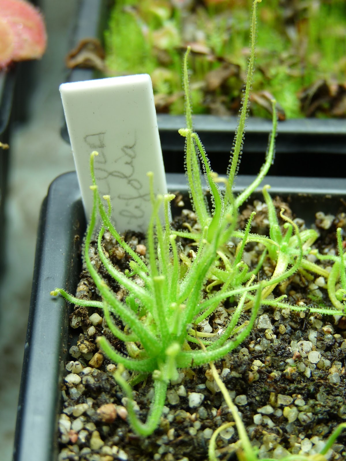 Pinguicula Species, Butterwort Pinguicula filifolia
