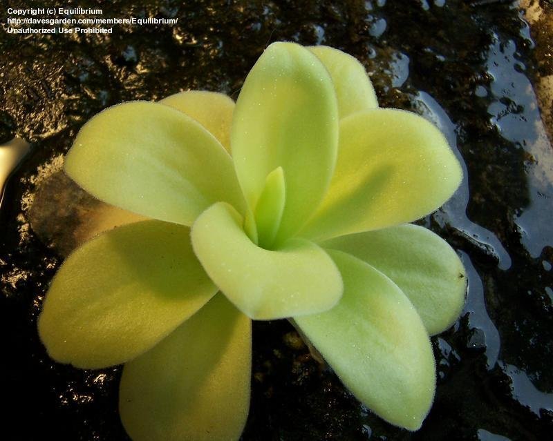 Pinguicula Species, Butterwort Pinguicula gigantea