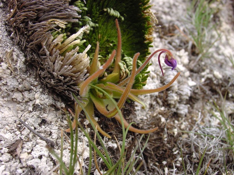 Pinguicula Species, Butterwort Pinguicula gypsicola