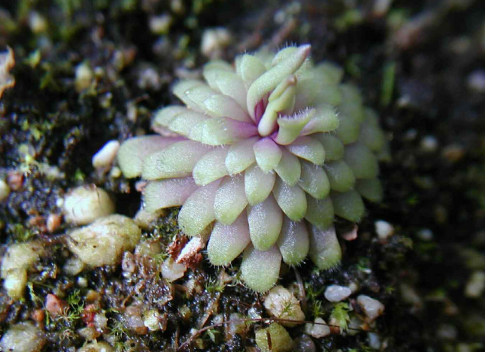 Pinguicula Species, Butterwort Pinguicula hemiepiphytica