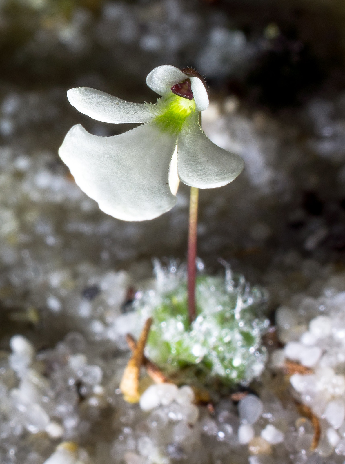 Pinguicula Species, Butterwort Pinguicula immaculata