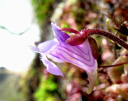 Pinguicula Species, Butterwort Pinguicula involuta