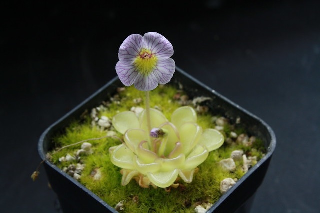Pinguicula Species, Butterwort Pinguicula kondoi