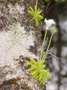 Pinguicula Species, Butterwort Pinguicula lignicola