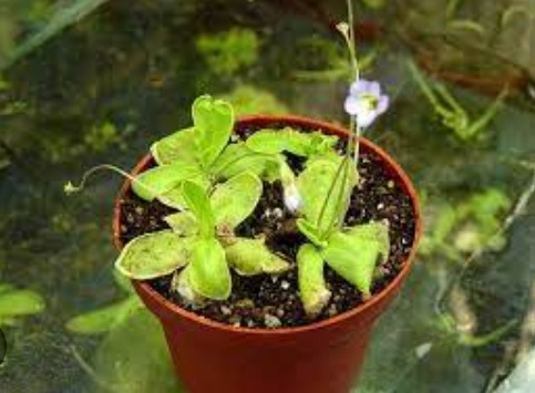 Pinguicula Species, Butterwort Pinguicula lilacina
