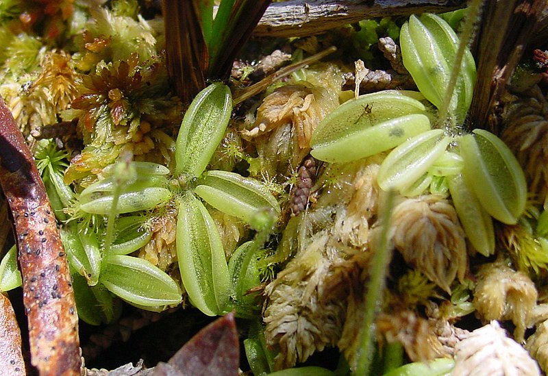 Pinguicula Species, Pale Butterwort
