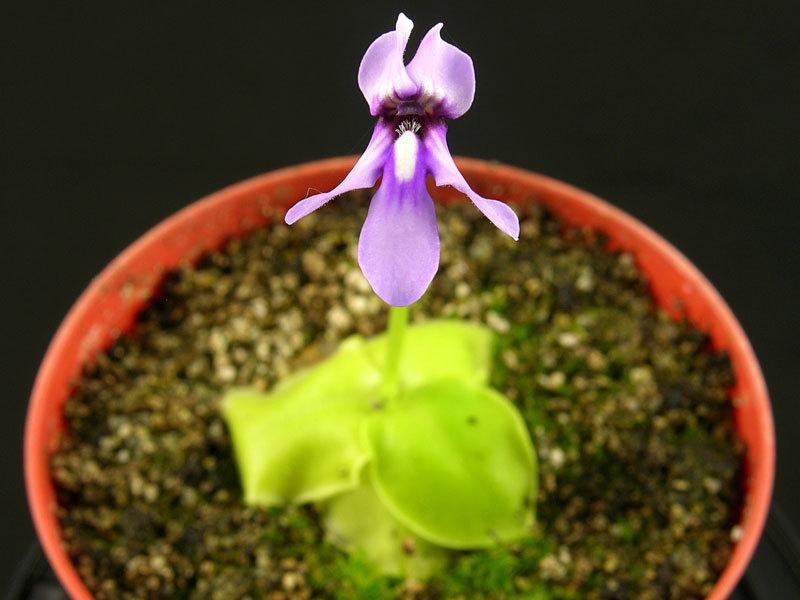 Pinguicula Species, Butterwort Pinguicula macrophylla