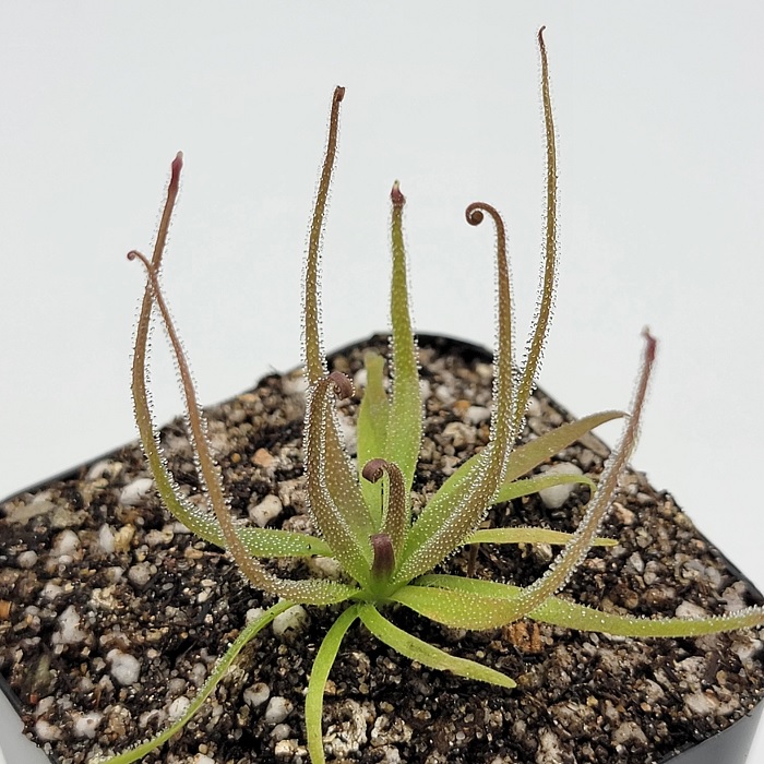 Pinguicula Species, Butterwort Pinguicula medusina