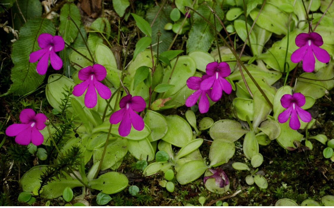 Pinguicula Species, Butterwort Pinguicula mesophytica
