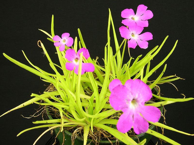 Pinguicula Species, Butterwort Pinguicula moctezumae