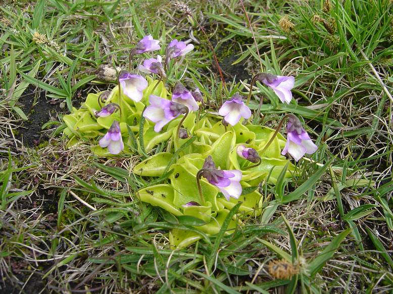 Pinguicula Species, Butterwort Pinguicula nevadensis