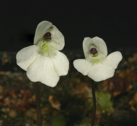 Pinguicula Species, Butterwort Pinguicula nivalis