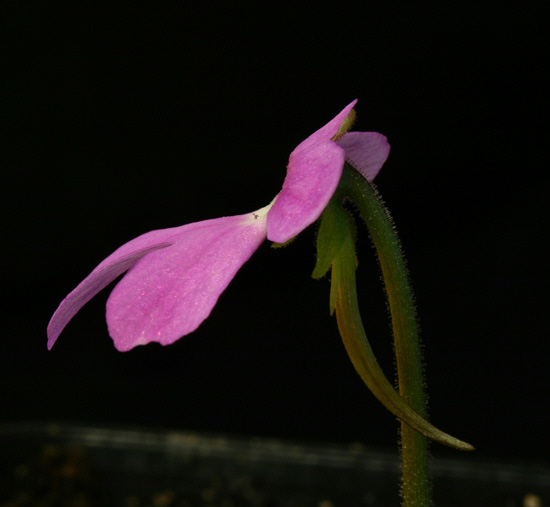 Pinguicula Species, Butterwort Pinguicula oblongiloba