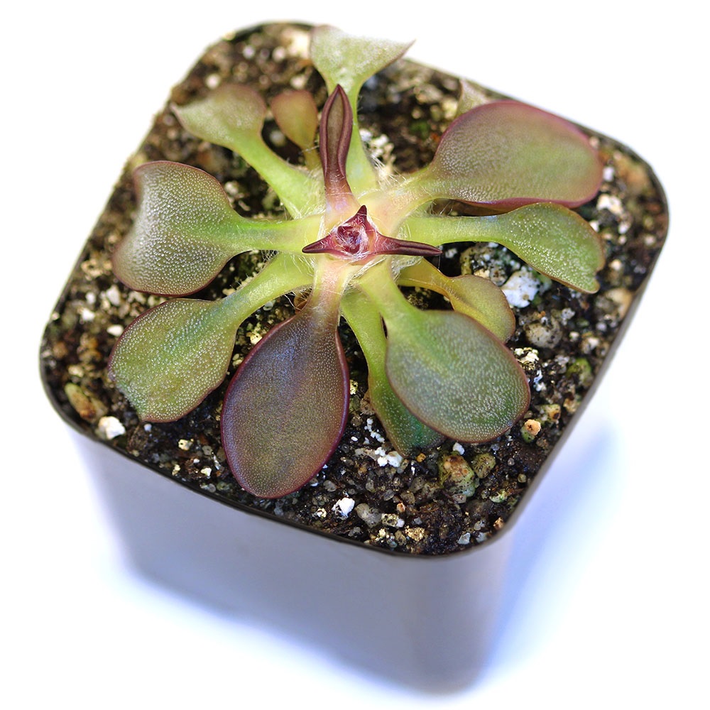 Pinguicula Species, Butterwort Pinguicula parvifolia