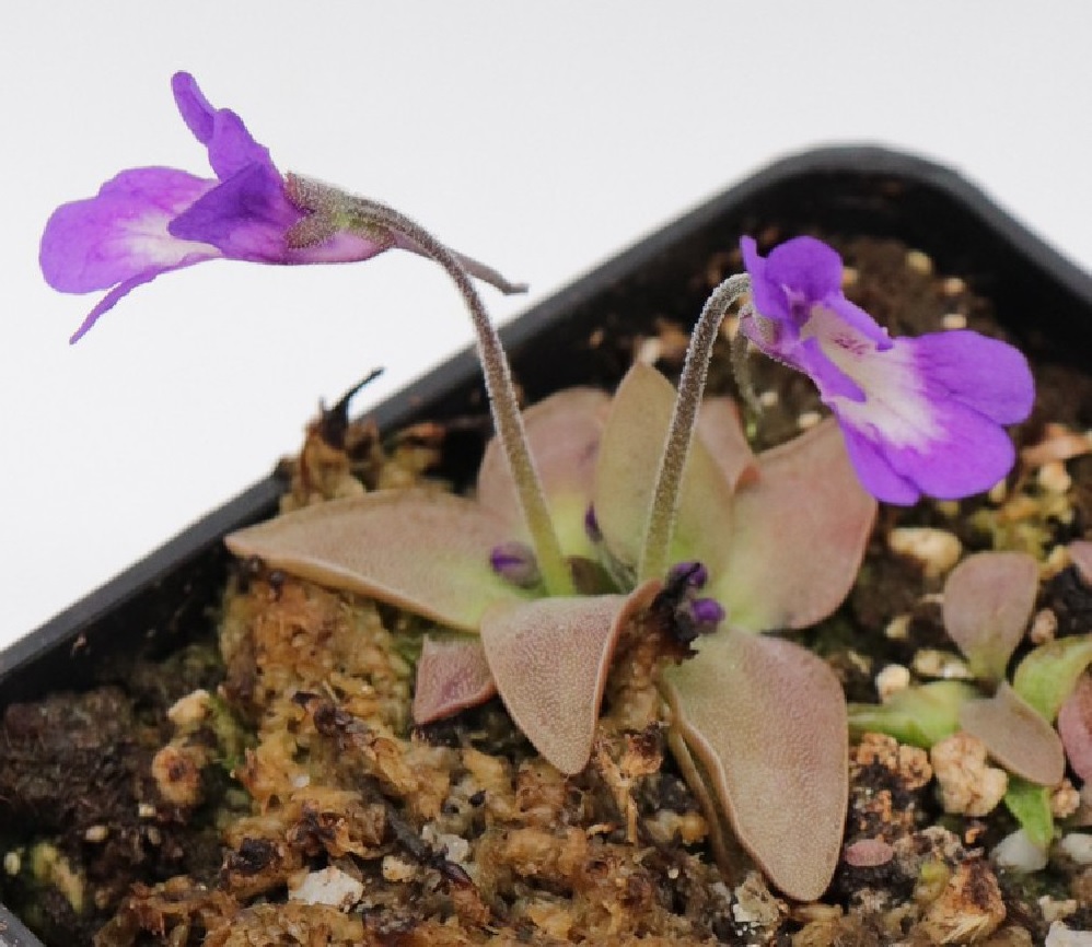 Pinguicula Species, Butterwort Pinguicula poldinii
