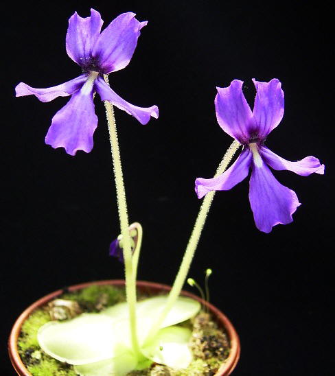 Pinguicula Species, Butterwort Pinguicula rectifolia