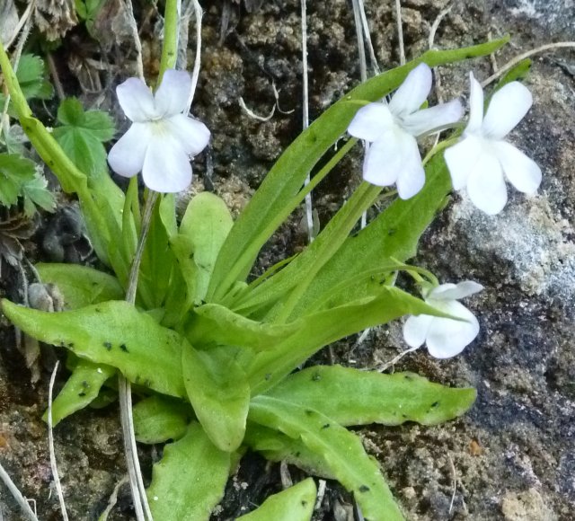 Pinguicula Species, Butterwort Pinguicula vallisneriifolia