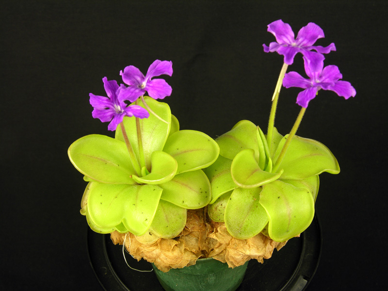 Pinguicula Species, Butterwort Pinguicula zecheri