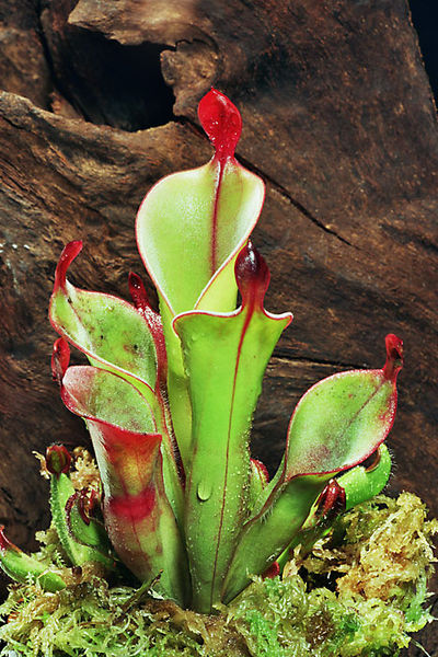 Sun Pitcher Heliamphora chimantensis