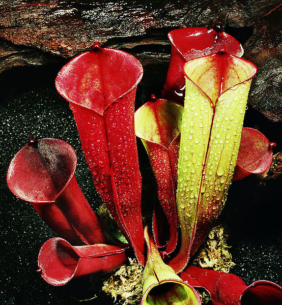 Sun Pitcher Heliamphora folliculata