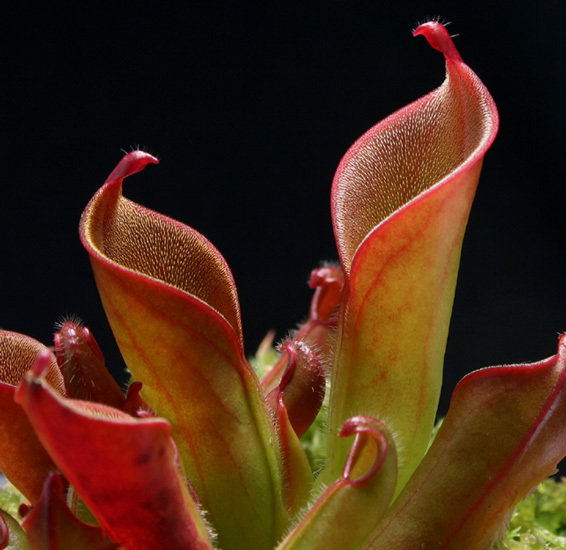Sun Pitcher Heliamphora hispida