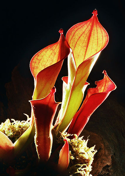 Sun Pitcher Heliamphora ionasii