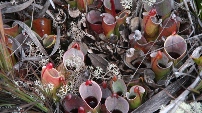 Sun Pitcher Heliamphora minor