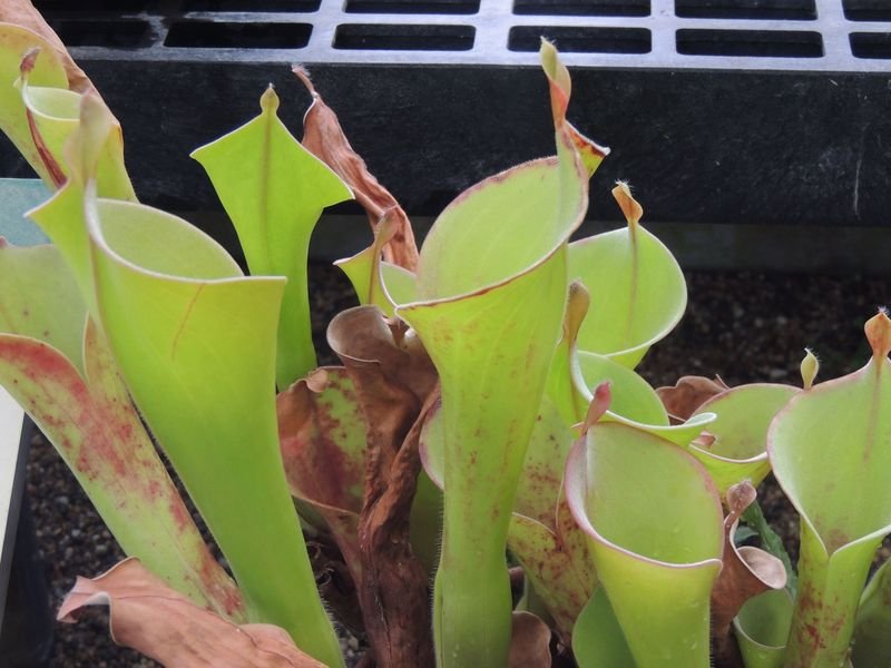 Sun Pitcher Heliamphora tatei