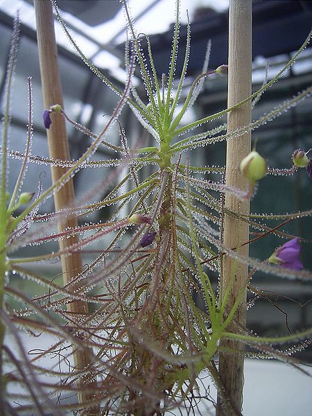 Rainbow Plant Byblis aquatica