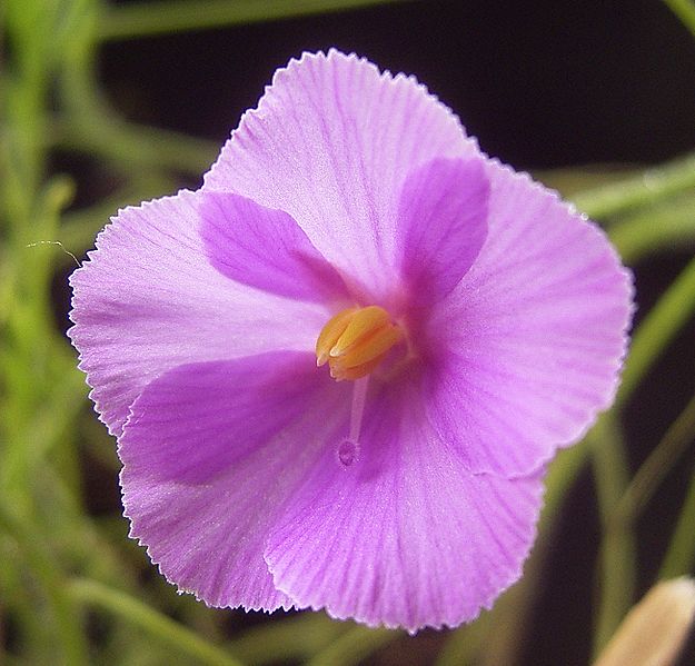 Rainbow Plant Byblis filifolia