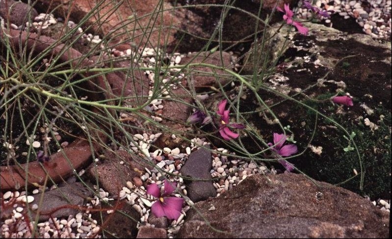 Rainbow Plant Byblis gigantea