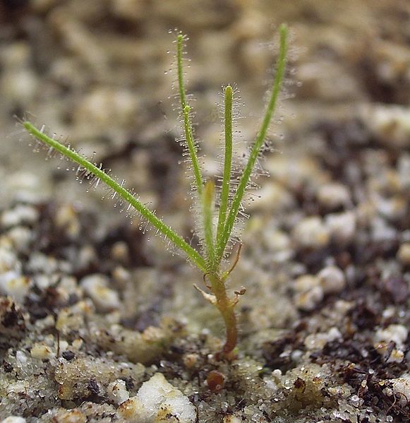 Rainbow Plant Byblis lamellata