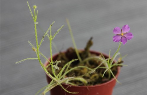 Rainbow Plant Byblis rorida