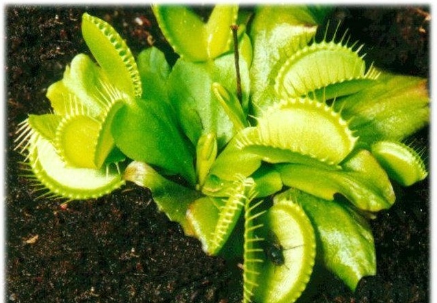 Dionaea, Venus Flytrap All Green