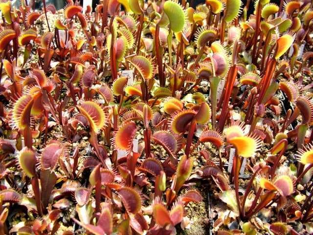Dionaea, Venus Flytrap All Red
