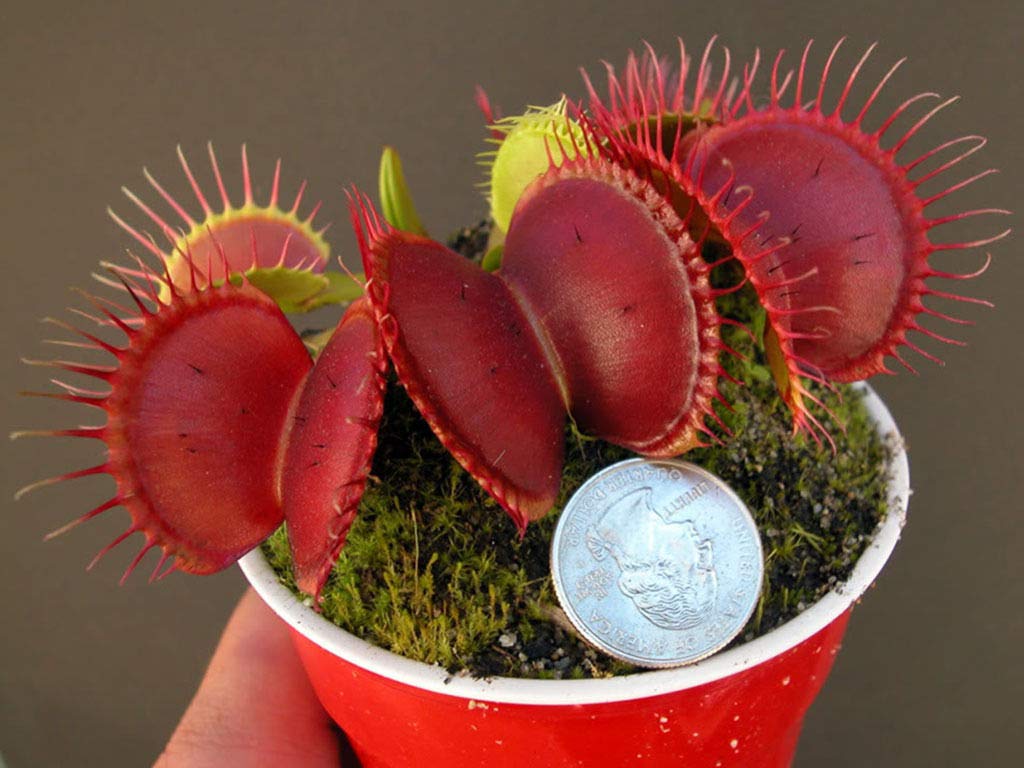 Dionaea, Venus Flytrap All Red Giant