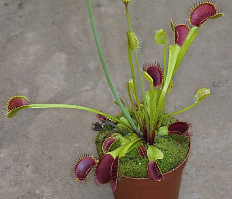 Dionaea, Venus Flytrap All Red Trap