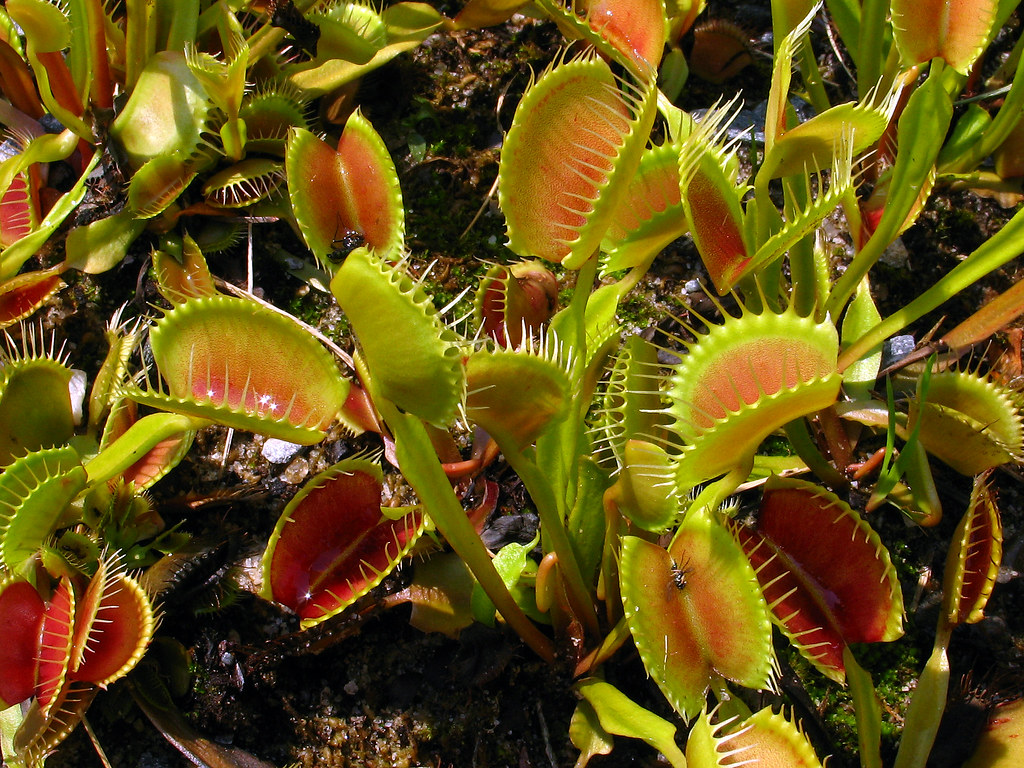 Dionaea, Venus Flytrap Atlanta