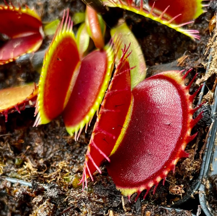 Dionaea, Venus Flytrap Australian Red Rosette