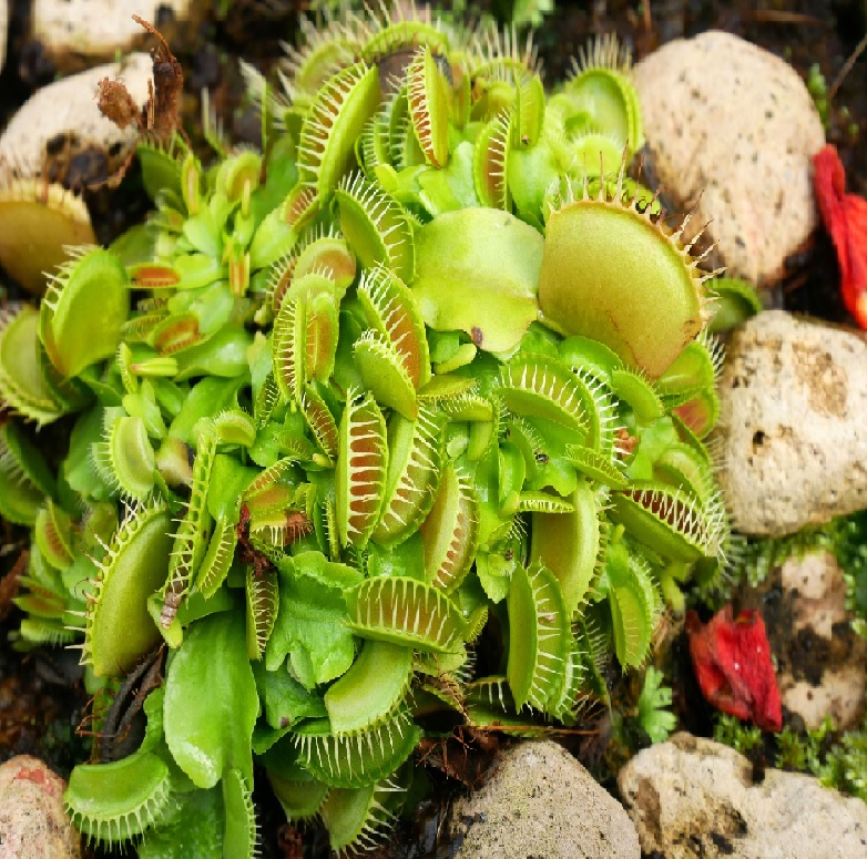 Venus Flytrap Bart Simpson