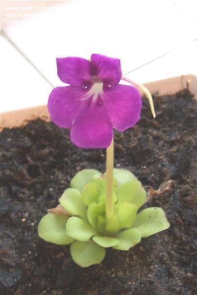 Pinguicula, Butterwort John Rizzi