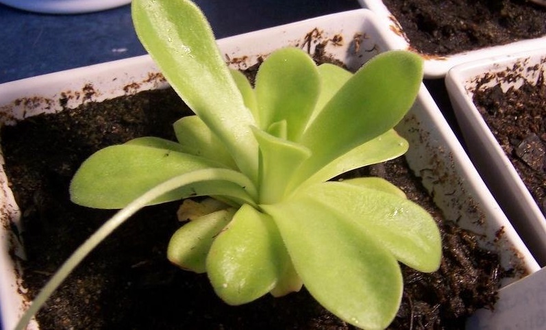 Pinguicula, Butterwort True Blue