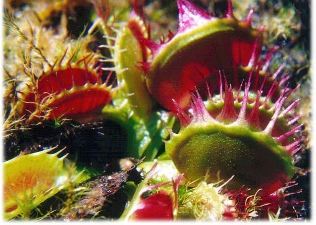 Fused Toot FlyTrap Fused Tooth