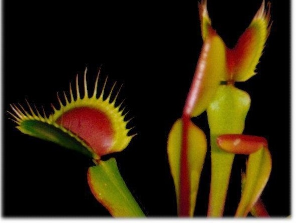 FlyTrap Green Dragon