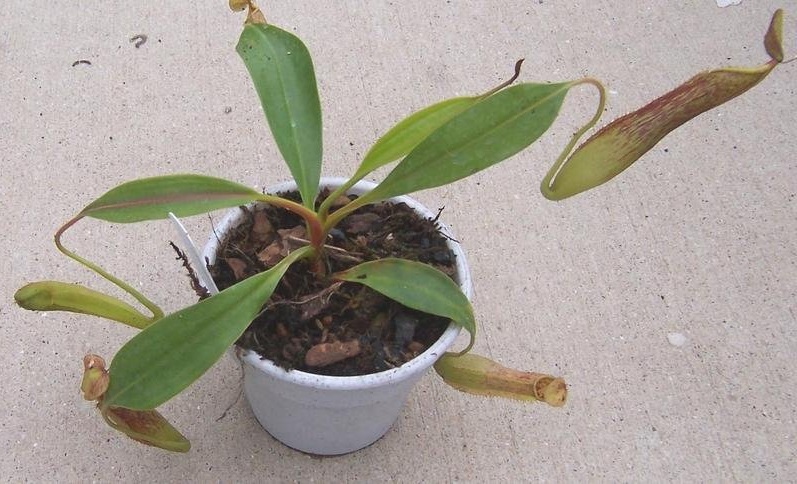 Nepenthes Species, Pitcher Plant Nepenthes copelandii