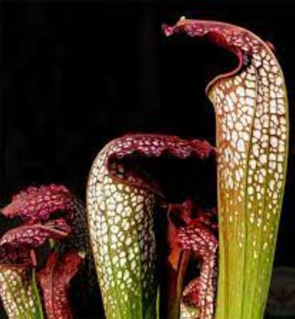 Sarracenia Natural Hybrid, Excellens Pitcher Plant